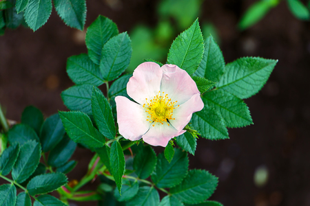 Beautiful green branch of a dogrose together with a flowerの写真素材
