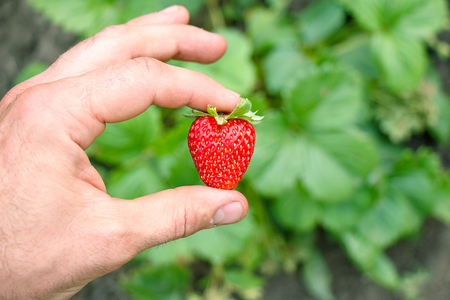 Hand holding a strawberry with a bite taken out against a green leafy backgroundの写真素材
