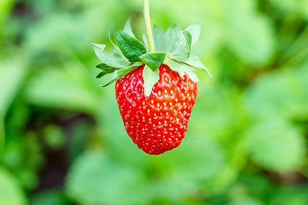 Fresh bright juicy mature large strawberry on a natural green background close-upの写真素材