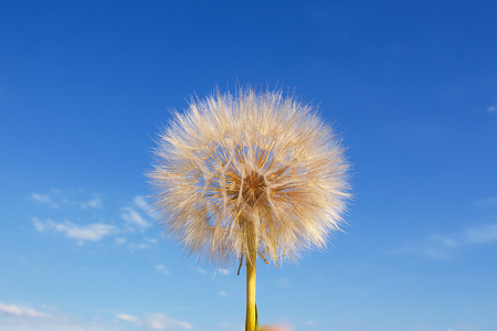 Fluffy white dandelion against blue skyの写真素材