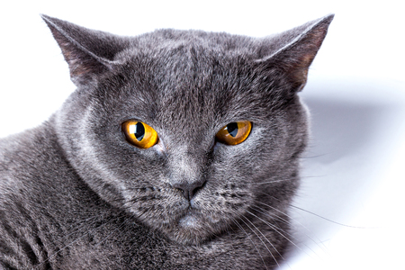 British blue cat on a white background. Close-up.の写真素材