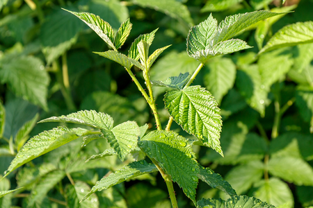 Green raspberry leaf with drops of dew
