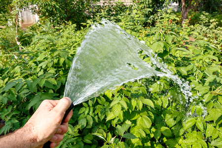 A mans hand with a hose watered the greensの写真素材