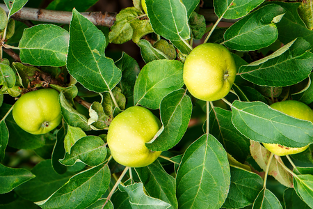 Green ripe fresh apples on a branchの写真素材