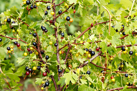 Branches with black currant fruits close-upの写真素材