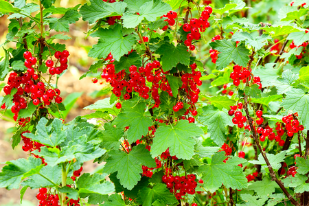 Branches of ripe red currants closeupの写真素材