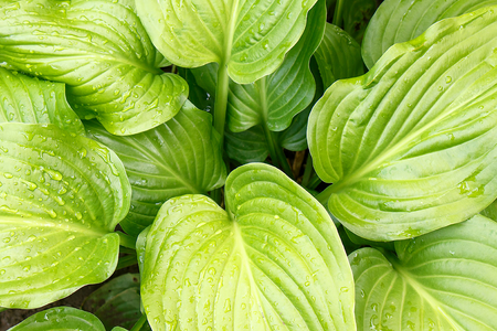 Water droplets on large green tropical leaves closeupの写真素材