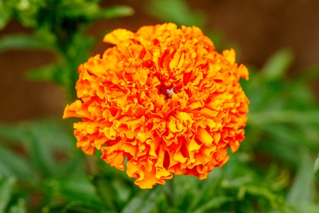 Orange flower marigold on a green background close-upの写真素材