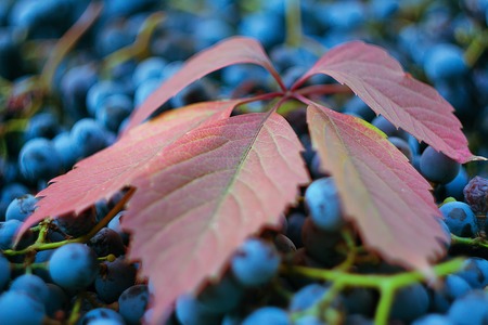 Red grape leaf close-up against a background of grapesの写真素材