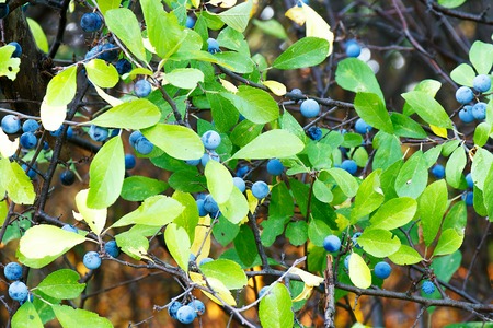 Ripe juicy blue berries on green branchesの写真素材