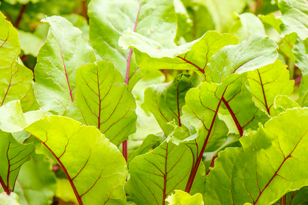 Green beet leaves with red veins