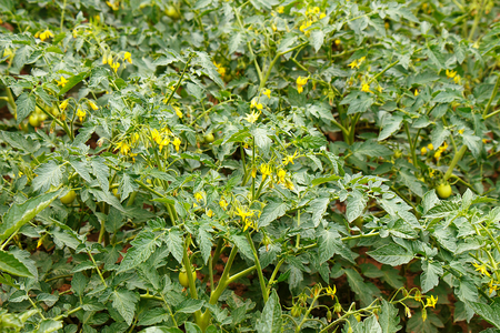 Small yellow florets of tomatoes on the bushesの写真素材