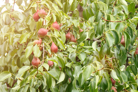 Pears on a tree branch closeup in orchardの写真素材