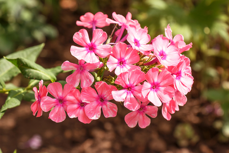 Verbena flowers beautiful fresh brightの写真素材