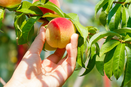 Hand rips a ripe peach from a treeの写真素材
