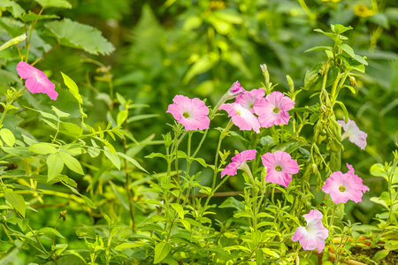 Petunia flowers bloom in the green gardenの写真素材