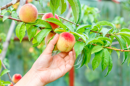 Hand rips a ripe peach from a treeの写真素材