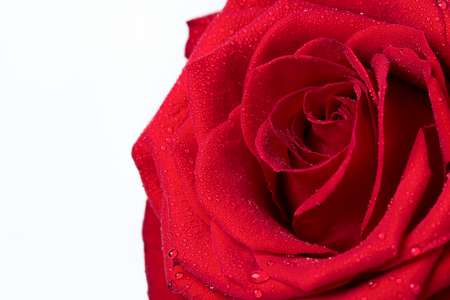 beautiful red rose on white background with dropsの写真素材
