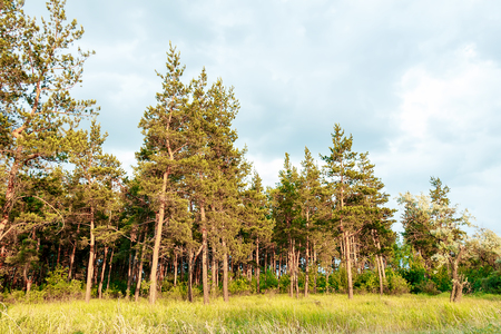 Landscape of a pine forestの写真素材