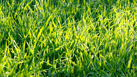 Green grass with dew drops under the rays of the sunの写真素材
