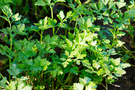 Fresh green parsley under the rays of the sunの写真素材