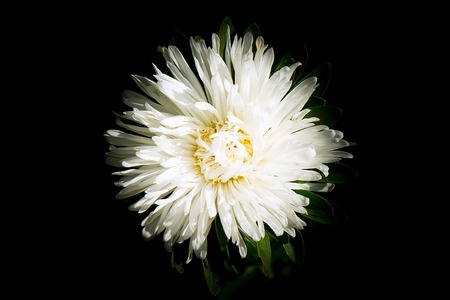 A white astrose flower close-up view from above on a dark backgroundの写真素材
