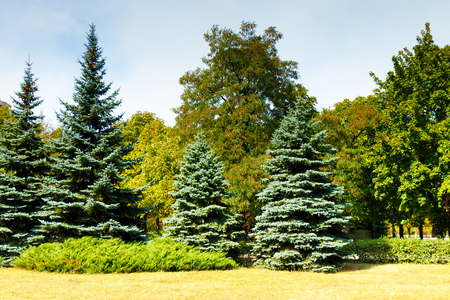 Coniferous and deciduous trees grow in the city parkの写真素材