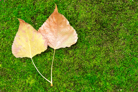 Two yellow autumn leaves on a green backgroundの写真素材
