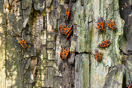 Red beetles sit on the bark of a treeの写真素材