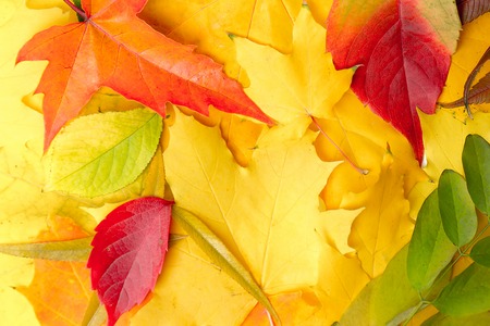 Multicolored autumn leavesの写真素材