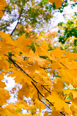 Bright yellow maple leaves on the tree as a background