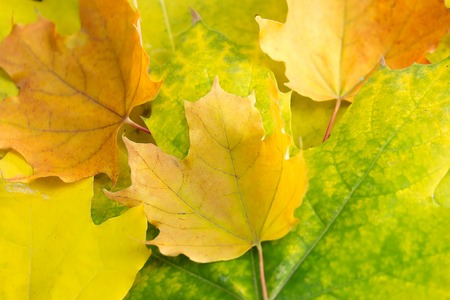 Autumn yellow green orange maple leaf close-up as a graphic resource