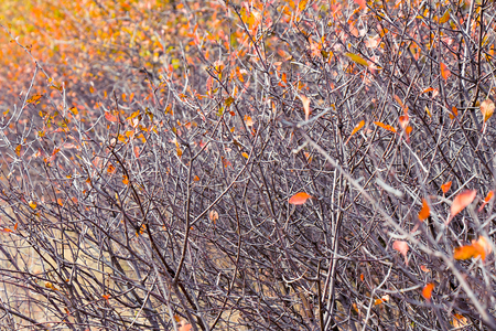 Autumn leaves on the branches as a background.の写真素材