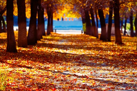 The road in the park strewn with autumn leavesの写真素材