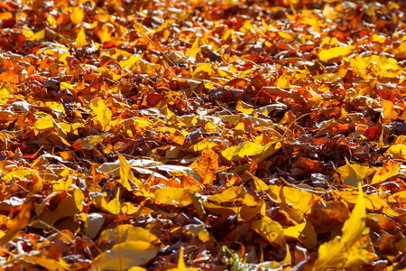 Autumn yellow leaves spilled out into the groundの写真素材