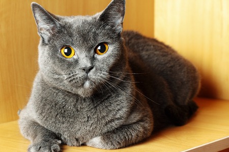 Gray British Shorthair cat sitting on a light background.の写真素材