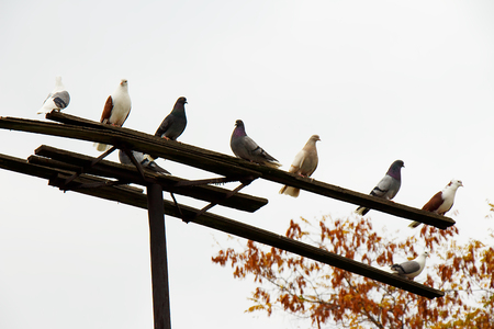 A few pigeons sitting on a perch on a background of white skyの写真素材