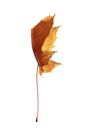 autumn maple leaf isolated on white backgroundの写真素材