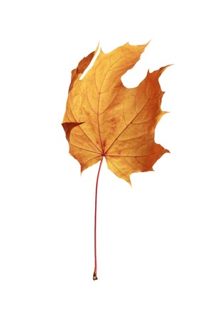 autumn maple leaf isolated on white backgroundの写真素材