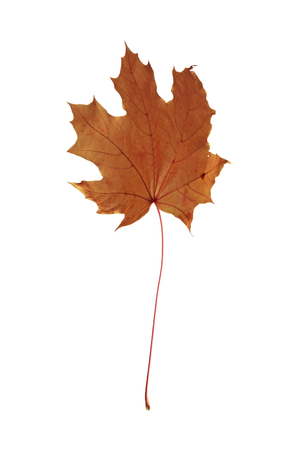 autumn maple leaf isolated on white backgroundの写真素材