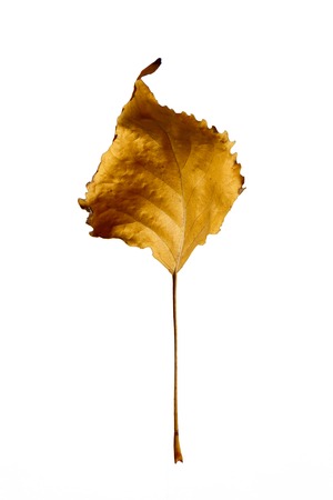 Autumn yellow poplar leaf isolated on white backgroundの写真素材