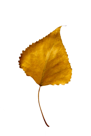 Autumn yellow poplar leaf isolated on white backgroundの写真素材