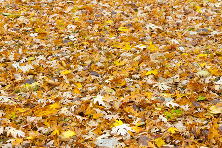 Autumn yellow leaves spilled out into the groundの写真素材