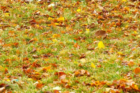 Autumn leaves on green grass in city park.の写真素材