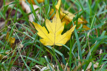 Autumn yellow leaf lies on green grass close up.の写真素材