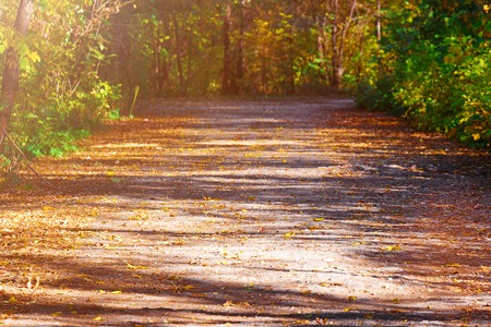 The road in the park strewn with autumn leavesの写真素材
