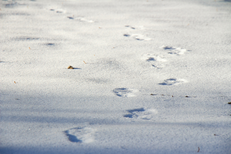 Traces left by man on snow-white pristine snowの写真素材