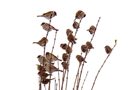 A flock of sparrows sits on branches of a shrub isolateの写真素材