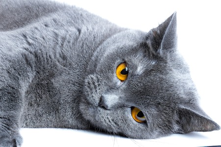 Portrait of a British Shorthair cat lying on a white backgroundの写真素材