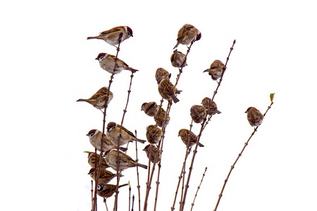 A flock of sparrows sits on branches of a shrub isolateの写真素材